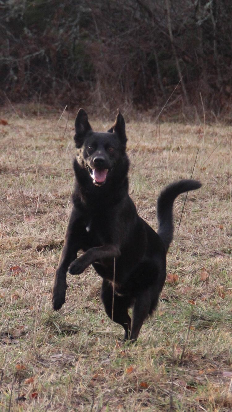 Blanding af racer Ollie - Schæfer/Labrador billede 1