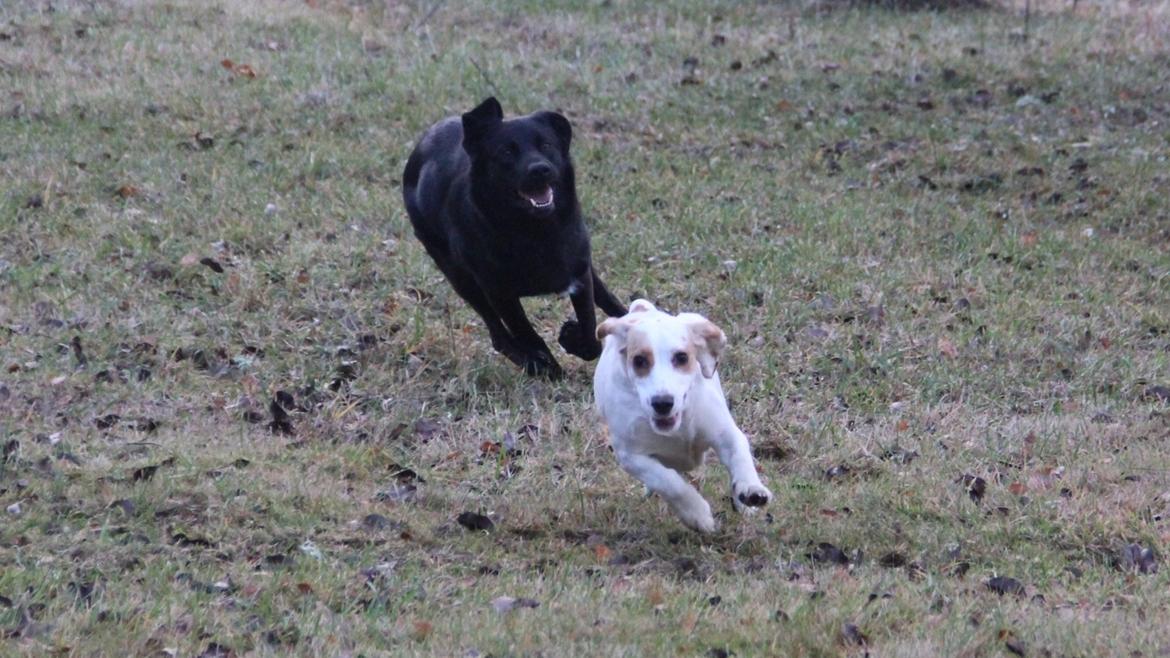 Blanding af racer Ollie - Schæfer/Labrador billede 5