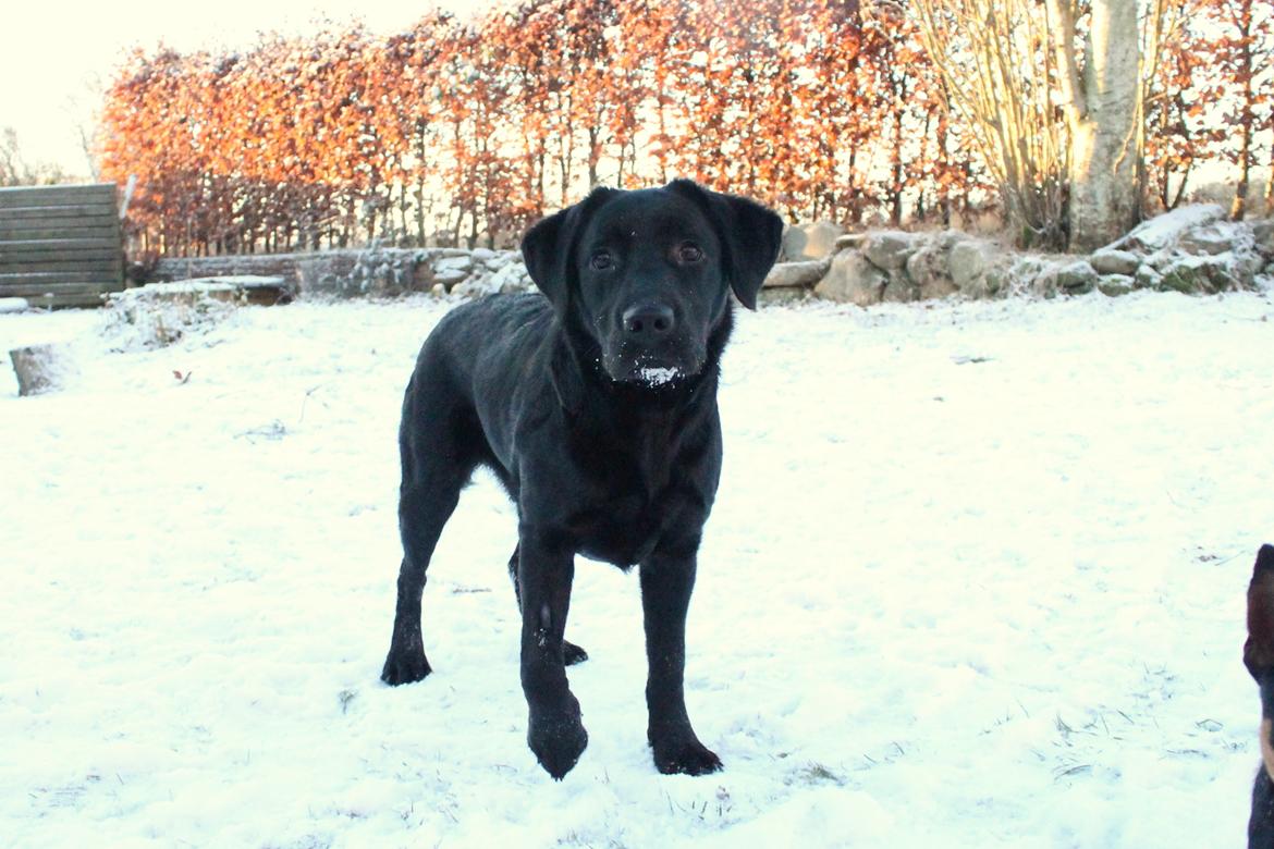 Labrador retriever Enya - 15-01-2017 billede 22