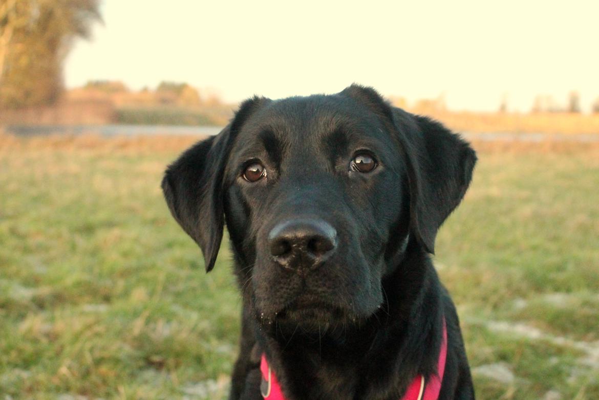 Labrador retriever Enya - 13-01-2017 billede 21