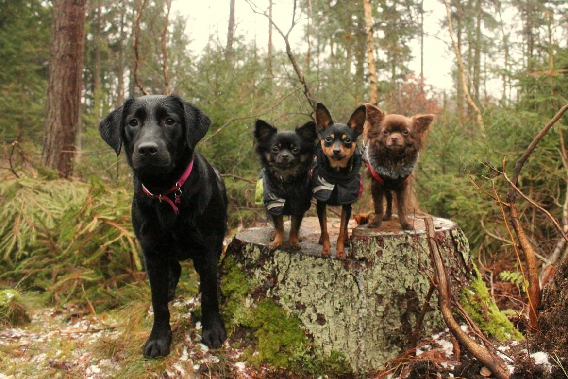 Labrador retriever Enya - 7-01-2017 billede 20