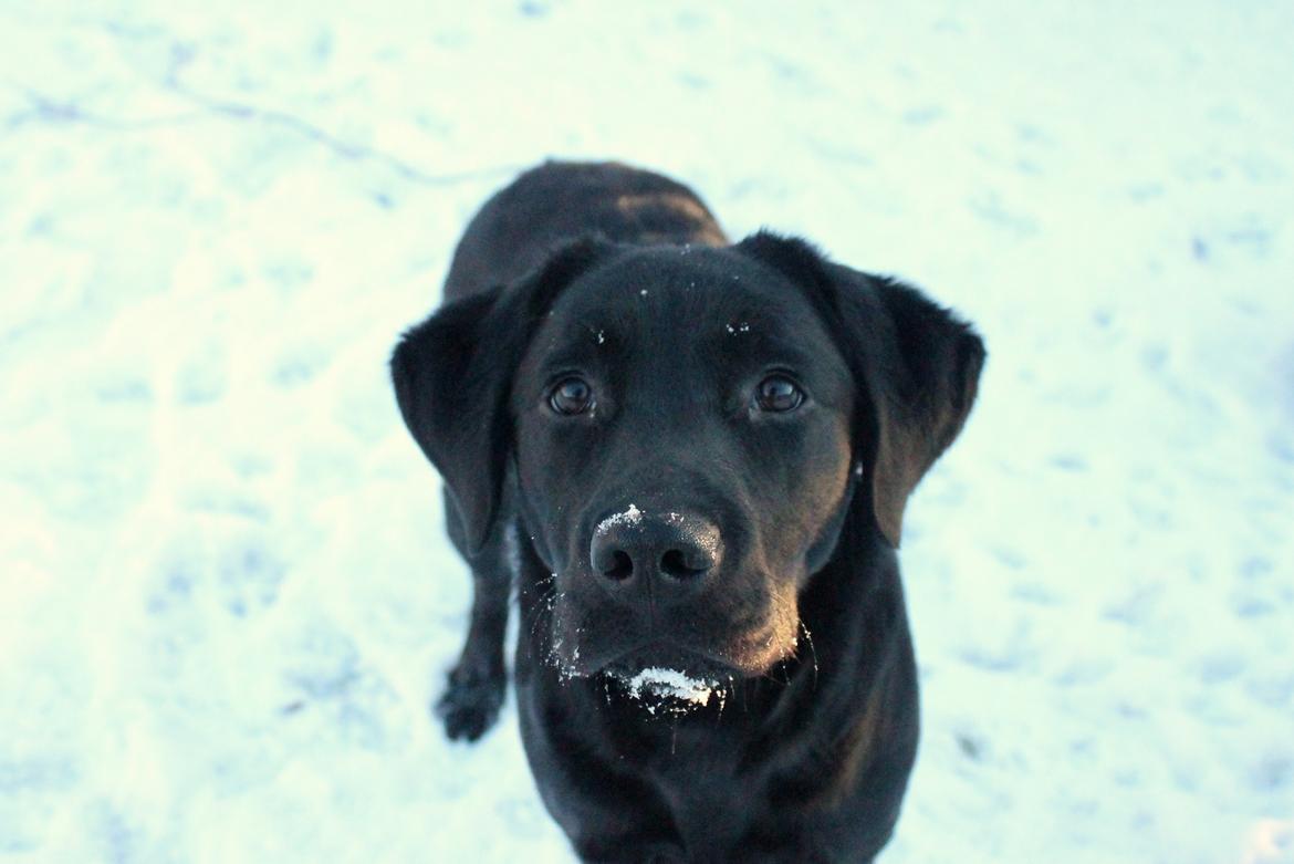 Labrador retriever Enya - 15-01-2017 billede 23