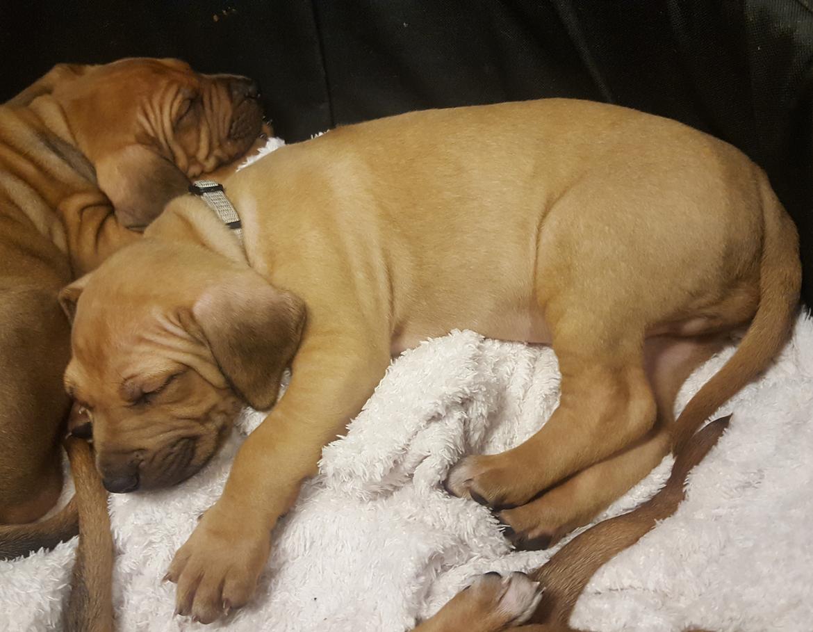 Rhodesian ridgeback Harald billede 5