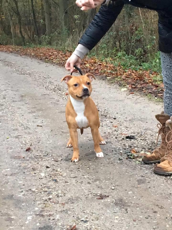 Staffordshire bull terrier Chica   billede 1