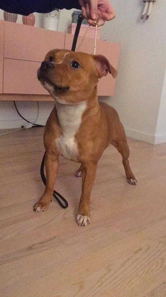 Staffordshire bull terrier Chica   billede 2