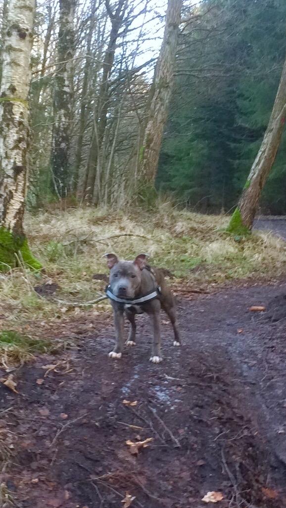 Staffordshire bull terrier Baby Blue  billede 27