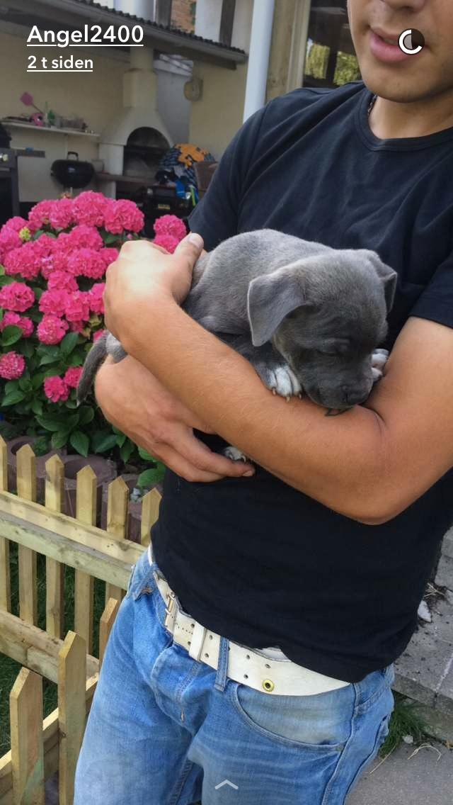 Staffordshire bull terrier Baby Blue  billede 28