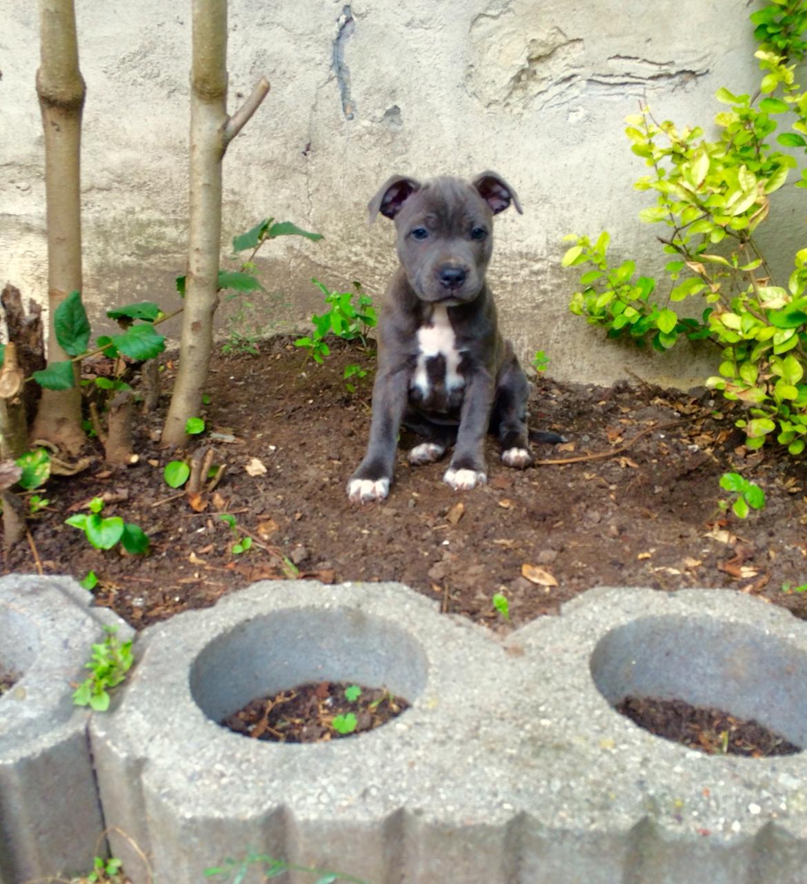 Staffordshire bull terrier Baby Blue  billede 37