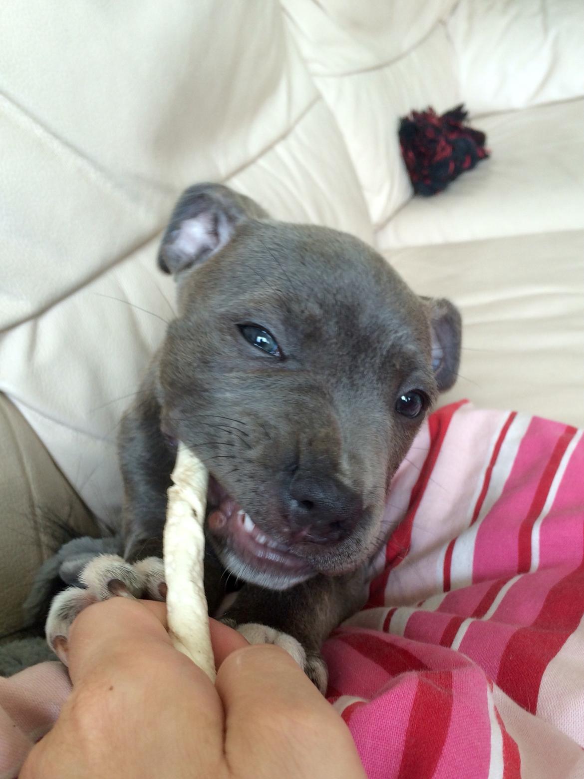 Staffordshire bull terrier Baby Blue  billede 38