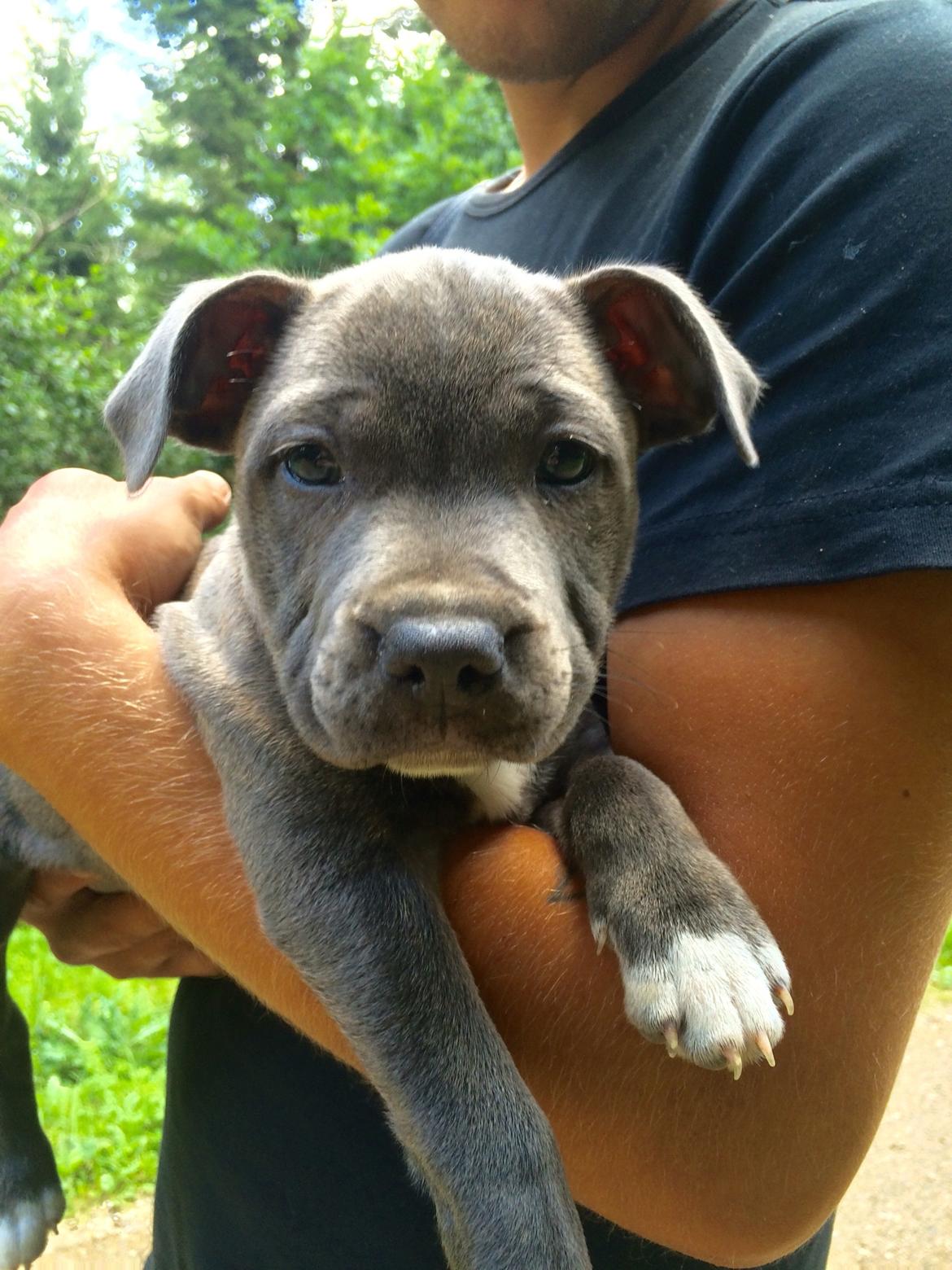 Staffordshire bull terrier Baby Blue  billede 36