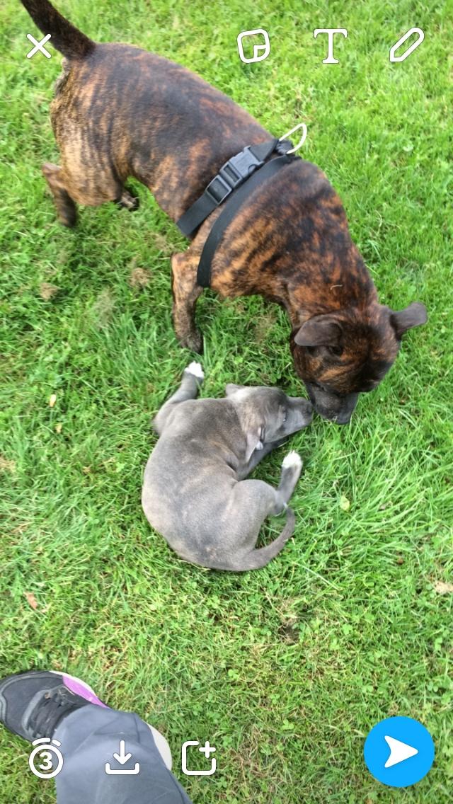 Staffordshire bull terrier Baby Blue  billede 42