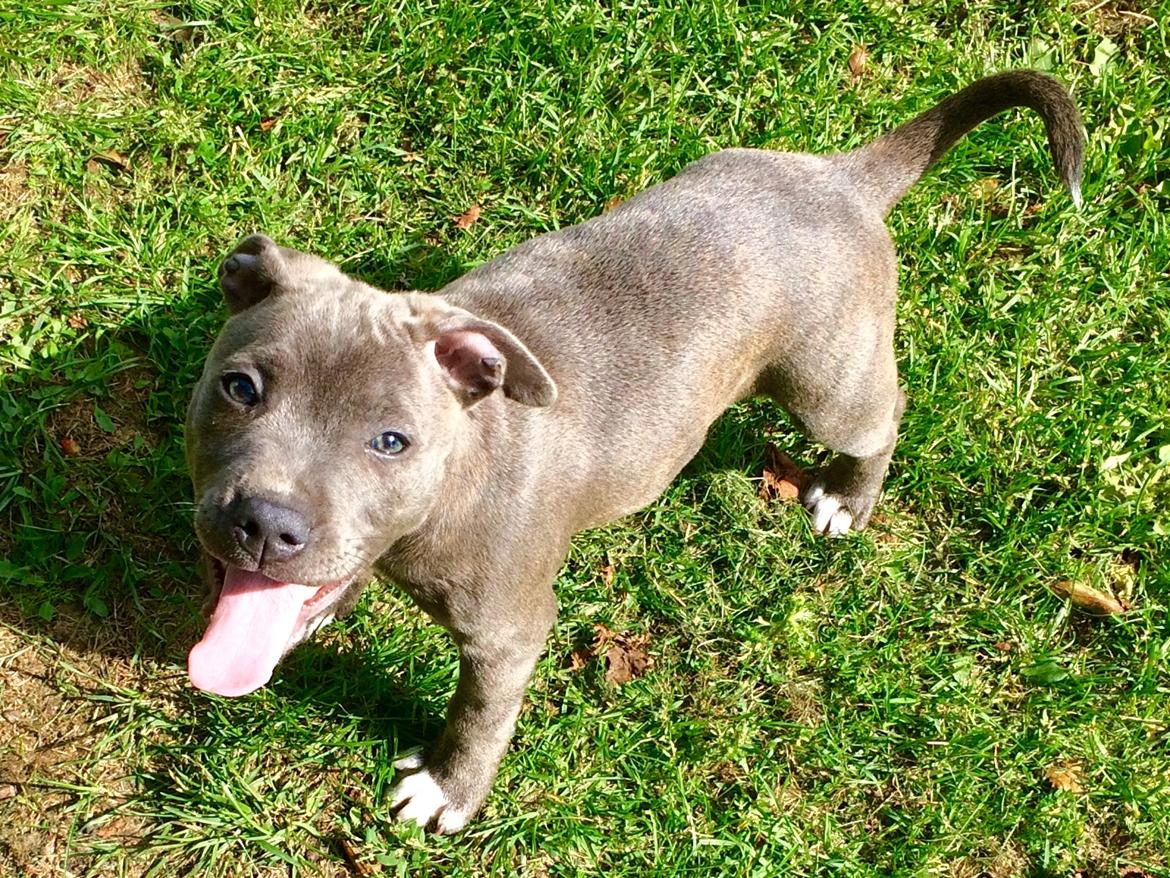 Staffordshire bull terrier Baby Blue  billede 45