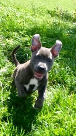 Staffordshire bull terrier Baby Blue  billede 48