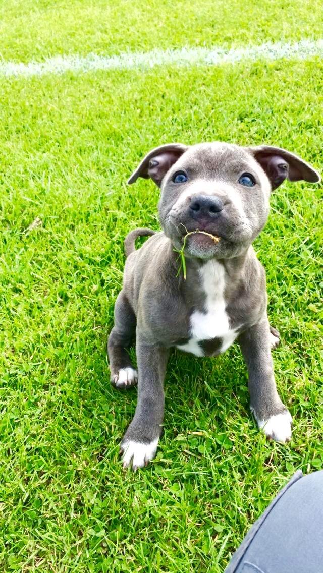 Staffordshire bull terrier Baby Blue  billede 46