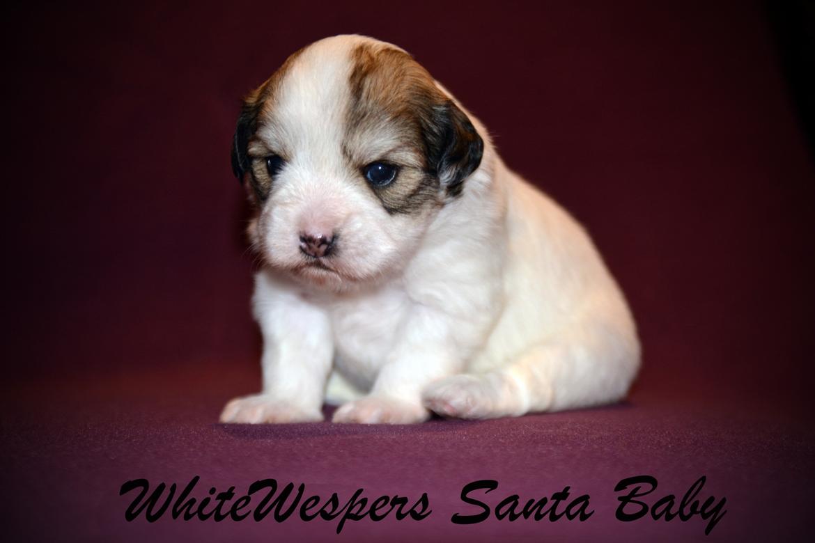 Løwchen WhiteWespers Santa Baby *Rita* billede 4