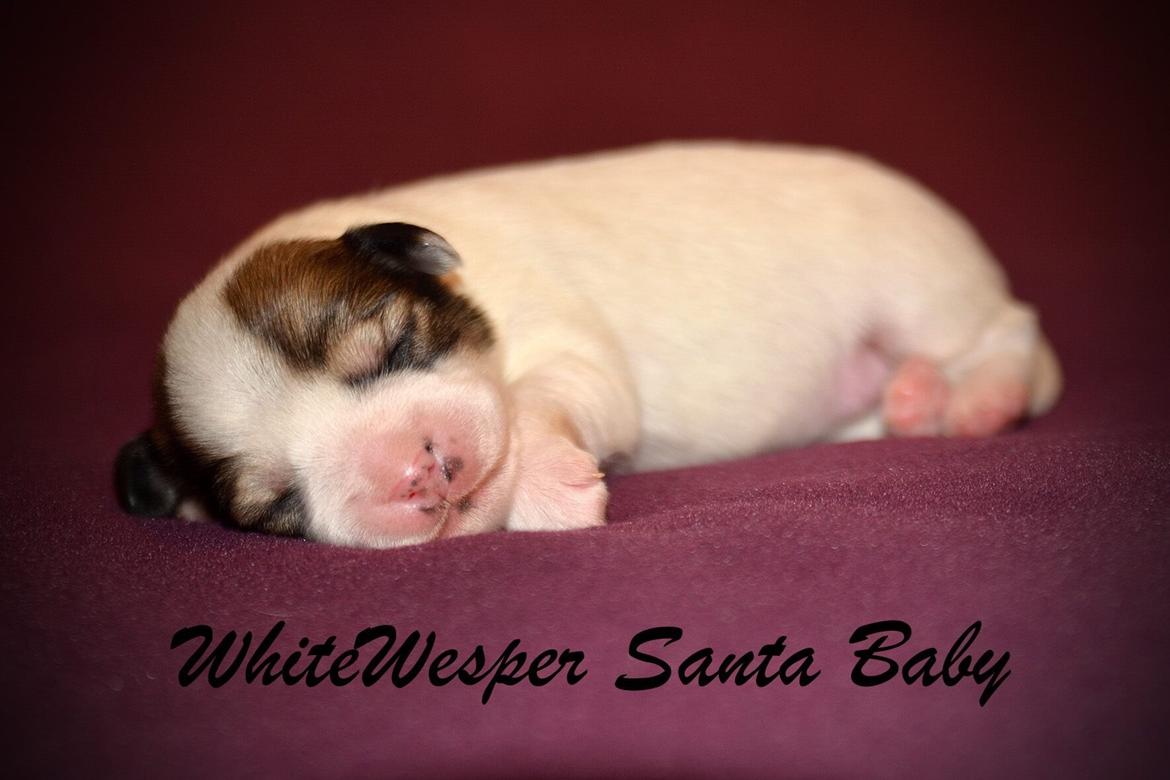 Løwchen WhiteWespers Santa Baby *Rita* billede 11