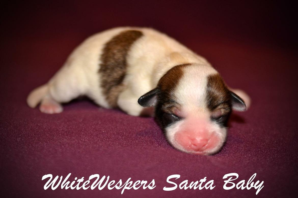 Løwchen WhiteWespers Santa Baby *Rita* billede 14