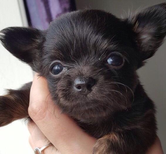 Chihuahua Nexu billede 1