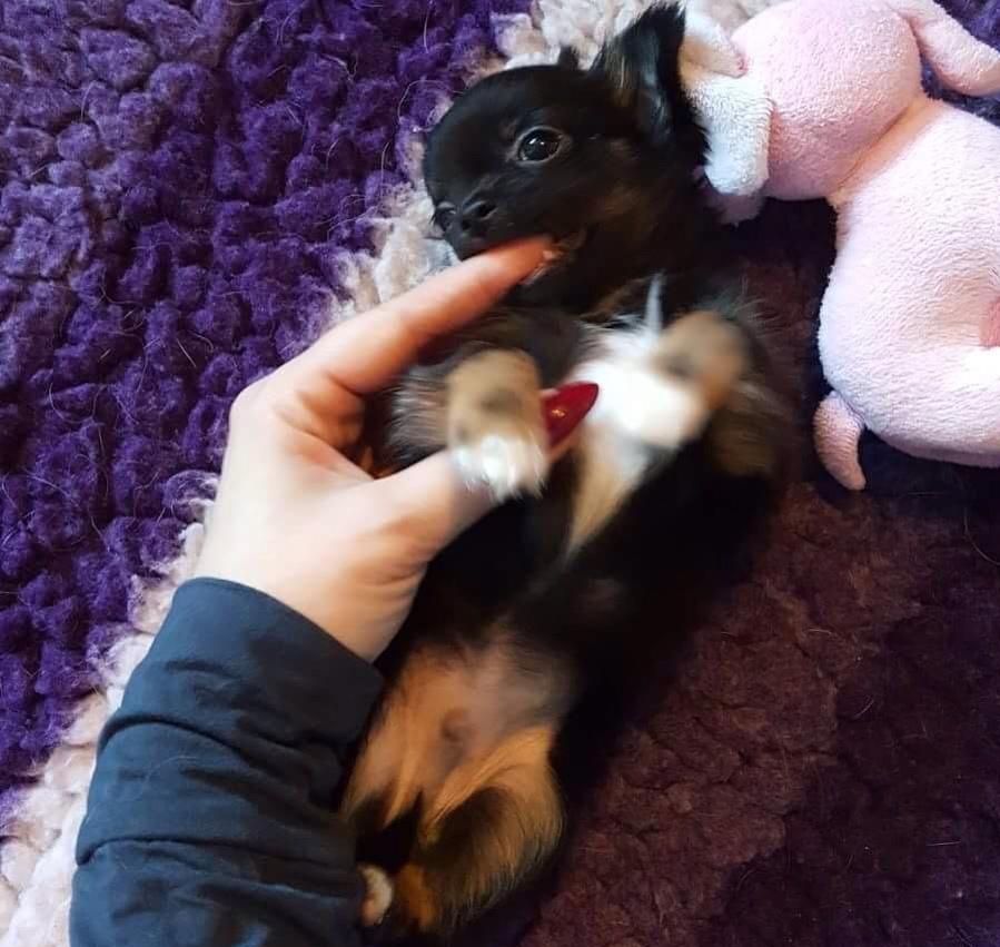 Chihuahua Nexu billede 3