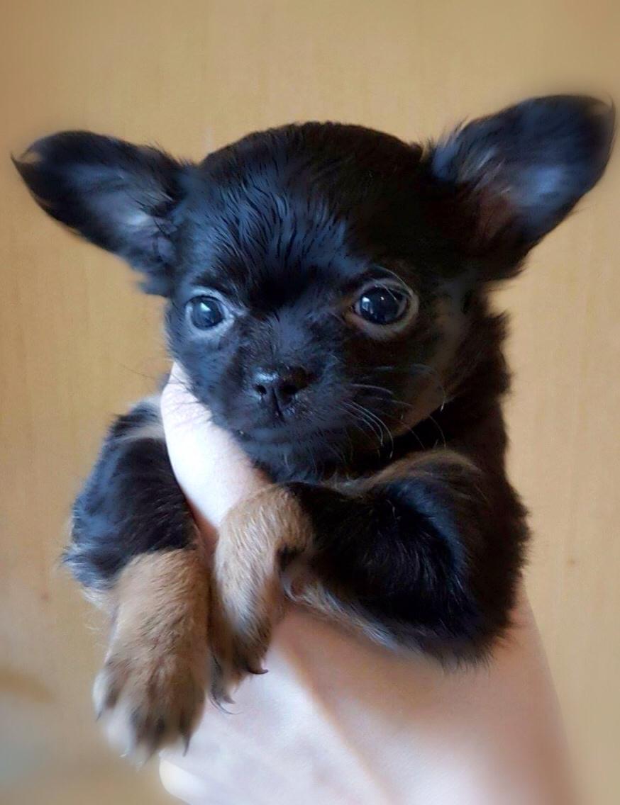 Chihuahua Nexu billede 2