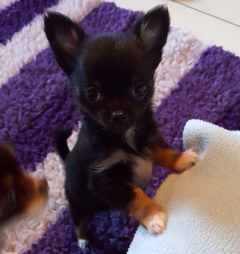 Chihuahua Nexu billede 4
