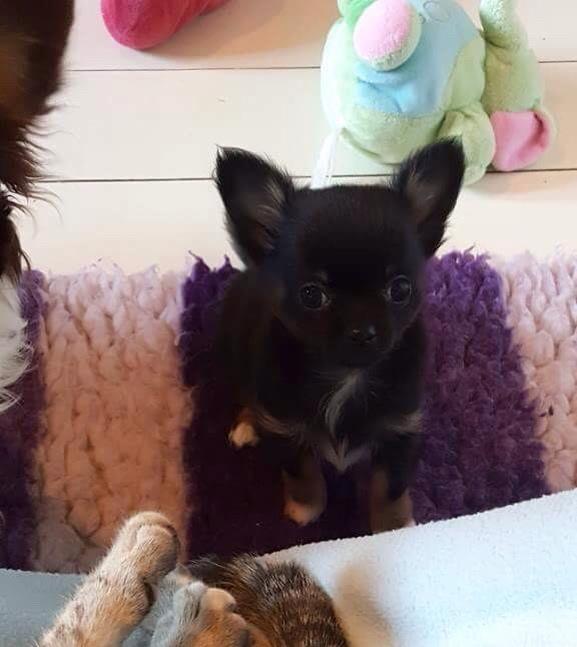 Chihuahua Nexu billede 5