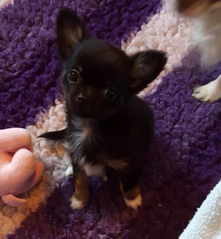 Chihuahua Nexu billede 6