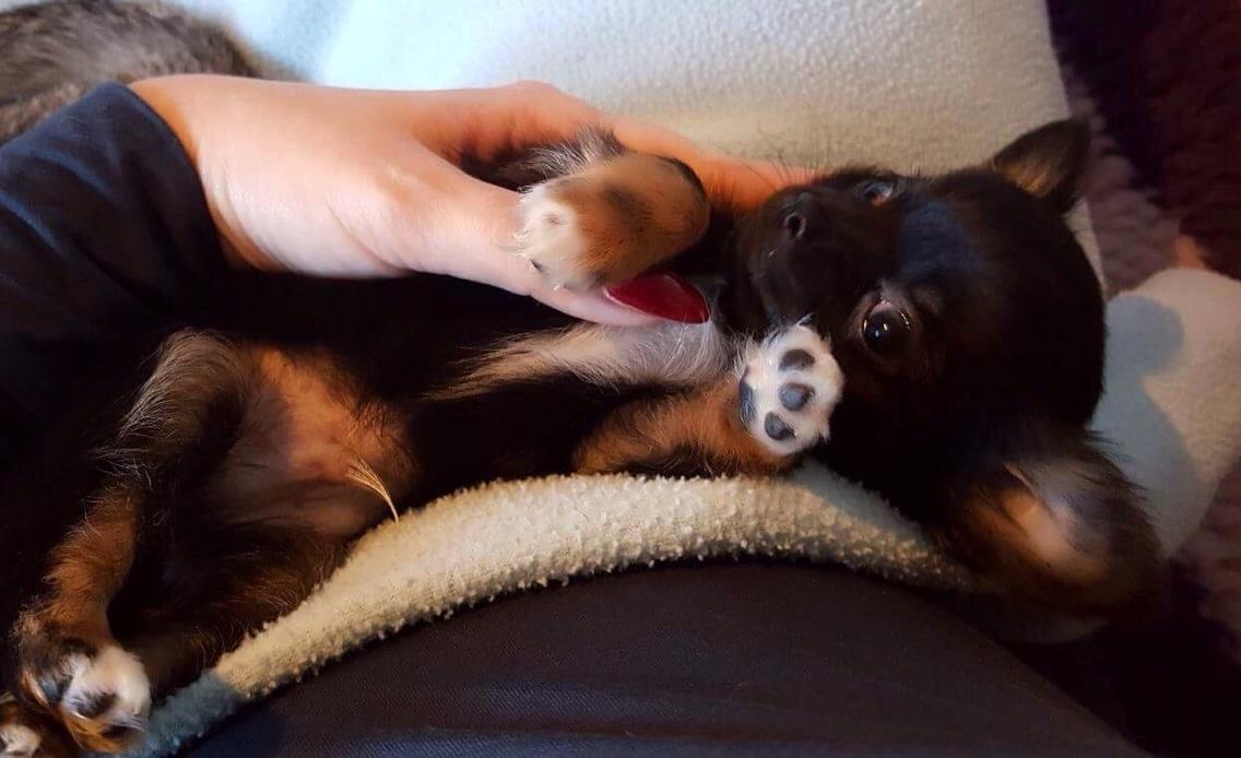 Chihuahua Nexu billede 7