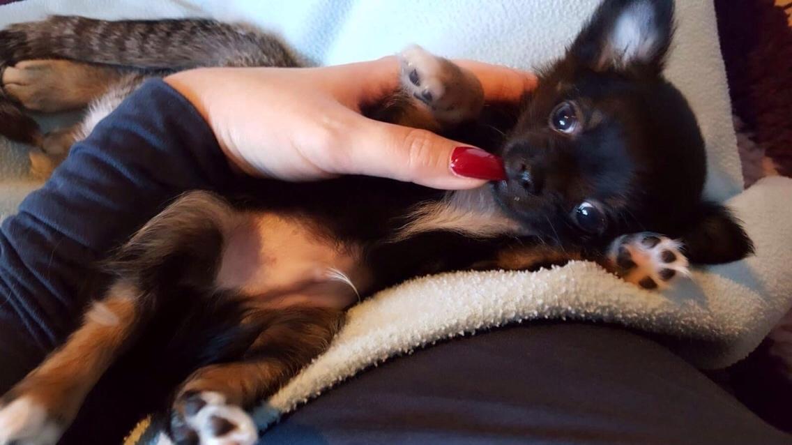 Chihuahua Nexu billede 8