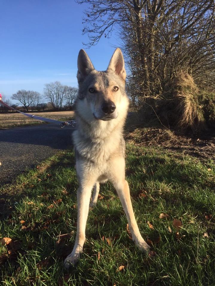 Tjekkoslovakisk ulvehund Ares billede 5