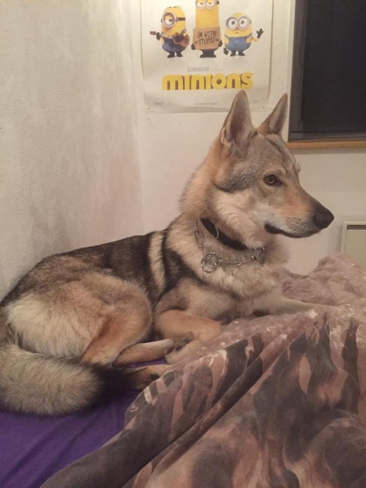 Tjekkoslovakisk ulvehund Ares - When you said your last goodbye, I died a little bit inside billede 2