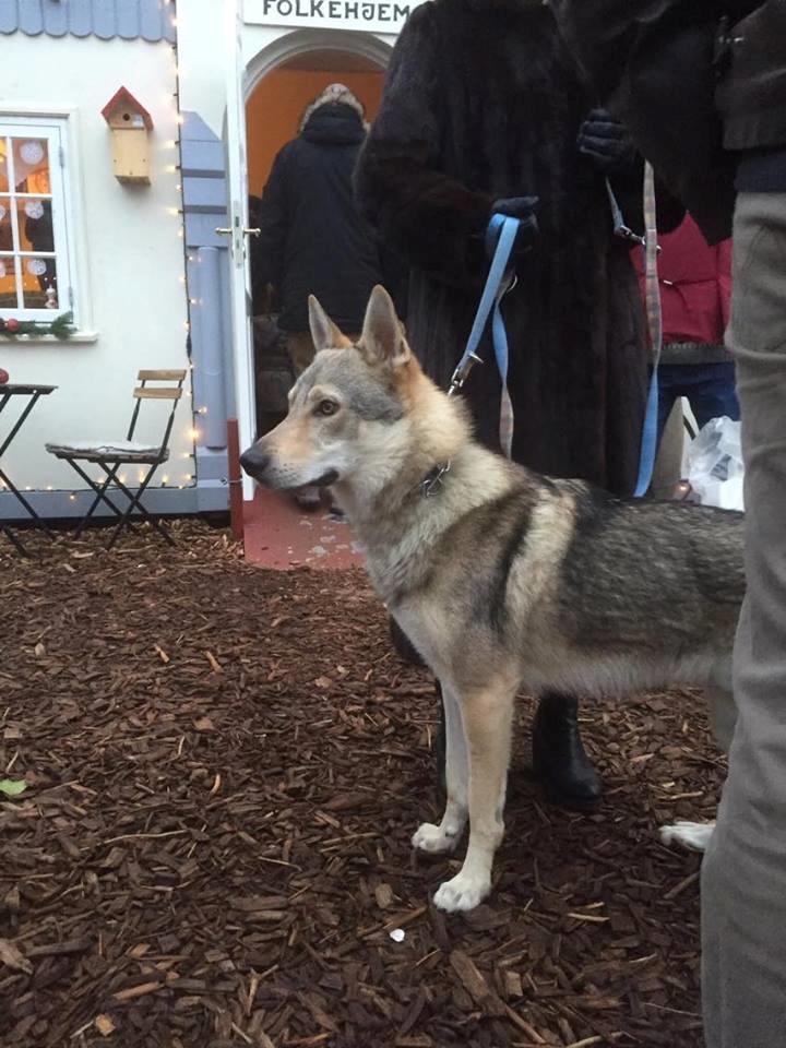 Tjekkoslovakisk ulvehund Ares billede 14