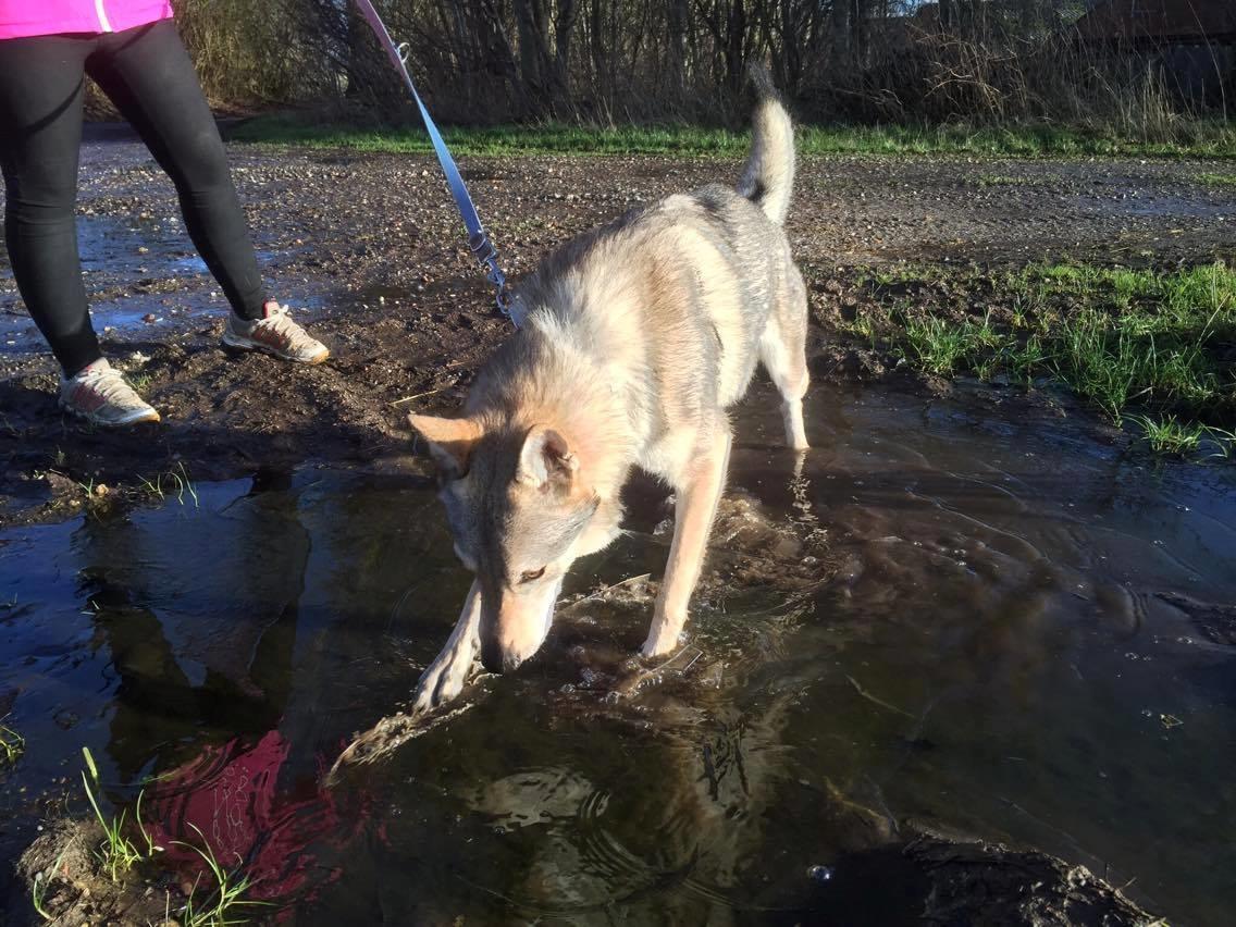 Tjekkoslovakisk ulvehund Ares billede 16