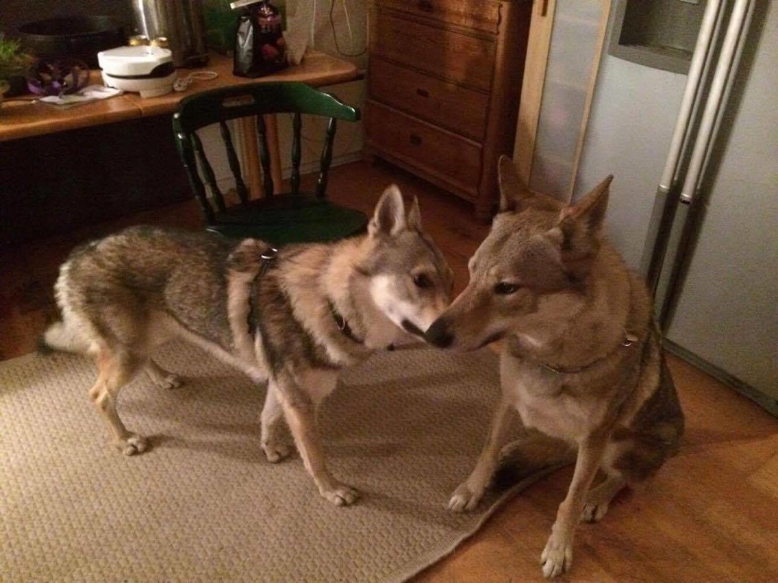 Tjekkoslovakisk ulvehund Ares - Første møde med onkel Gotto :) billede 18