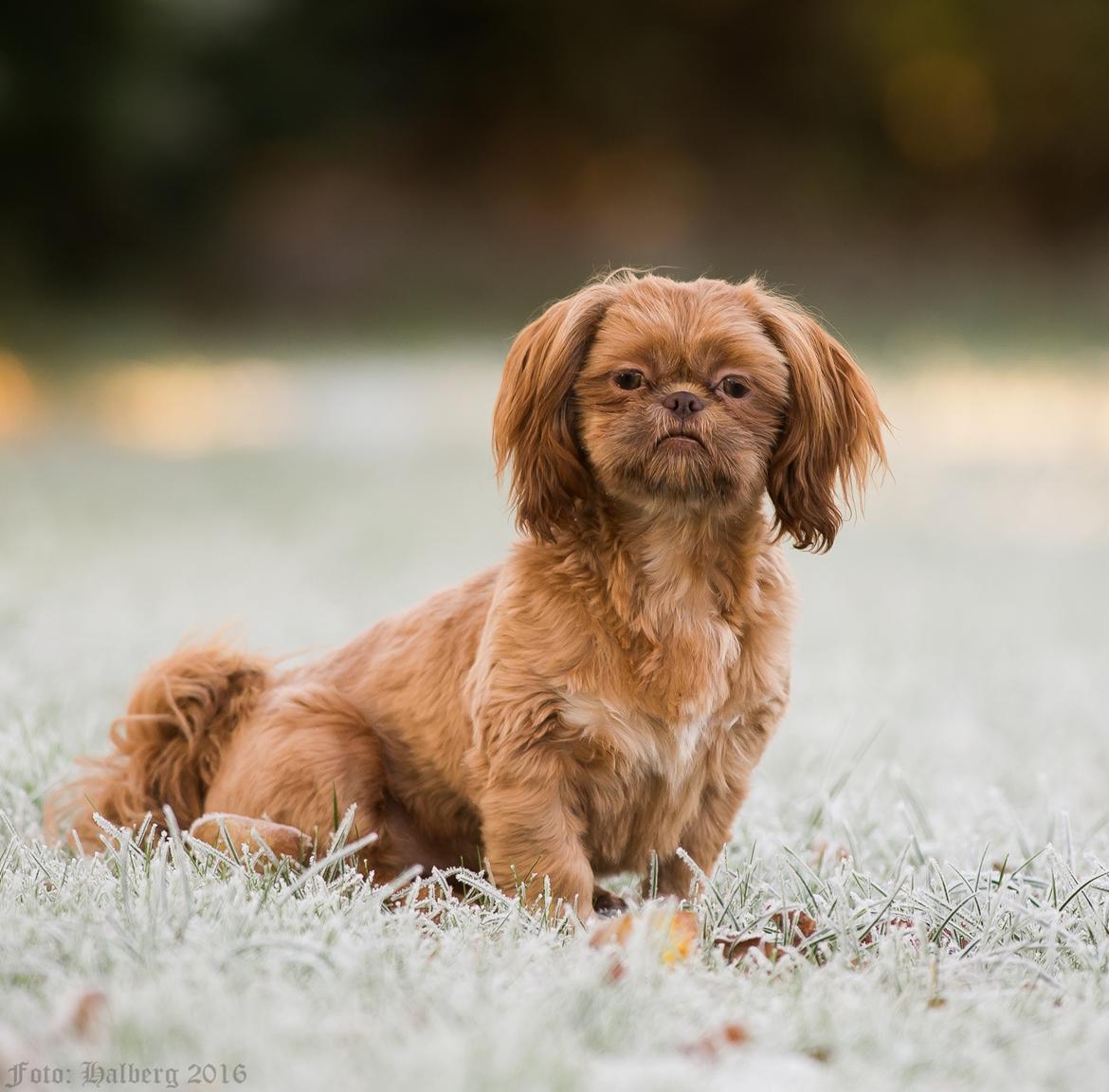 Shih tzu Maggie billede 2