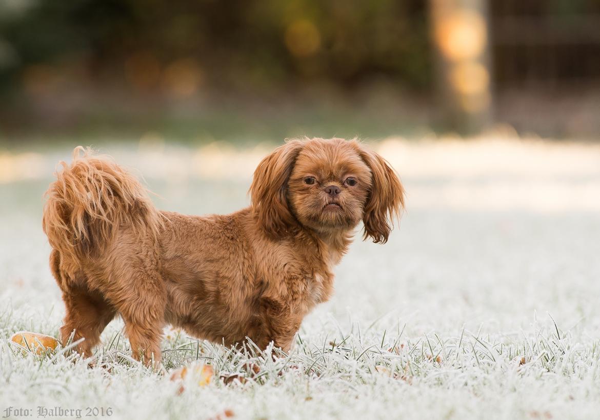 Shih tzu Maggie billede 1