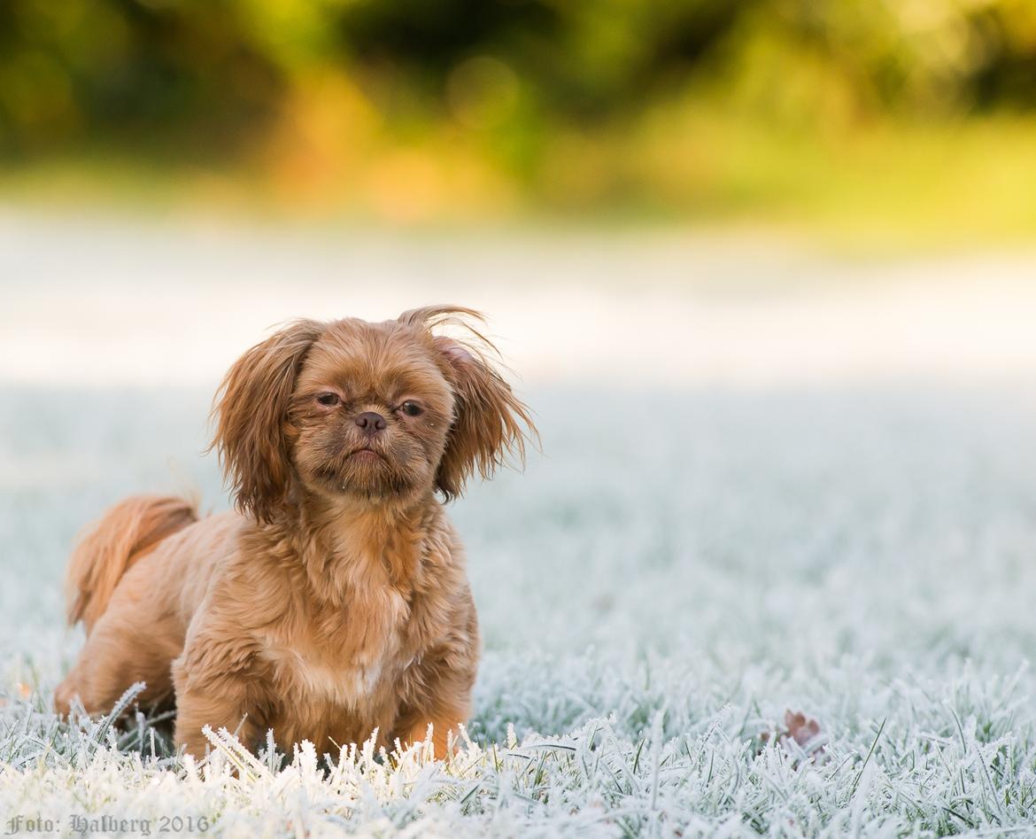 Shih tzu Maggie billede 3