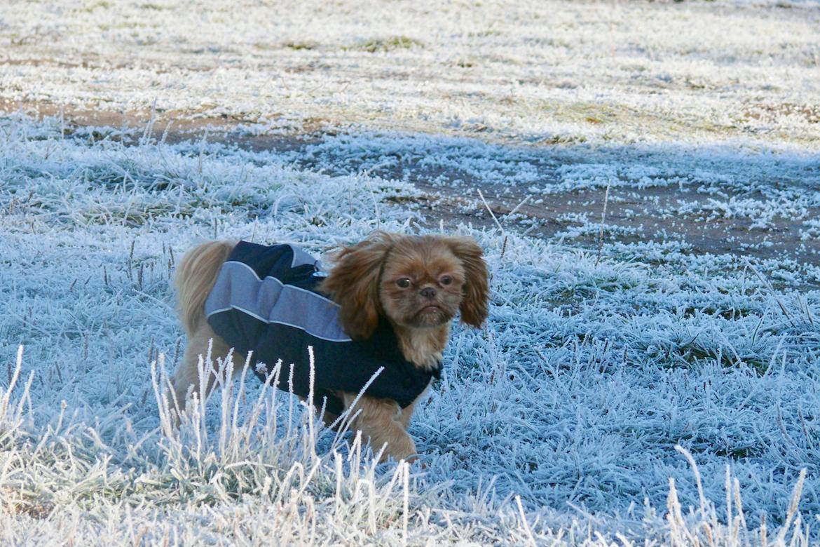 Shih tzu Maggie billede 4