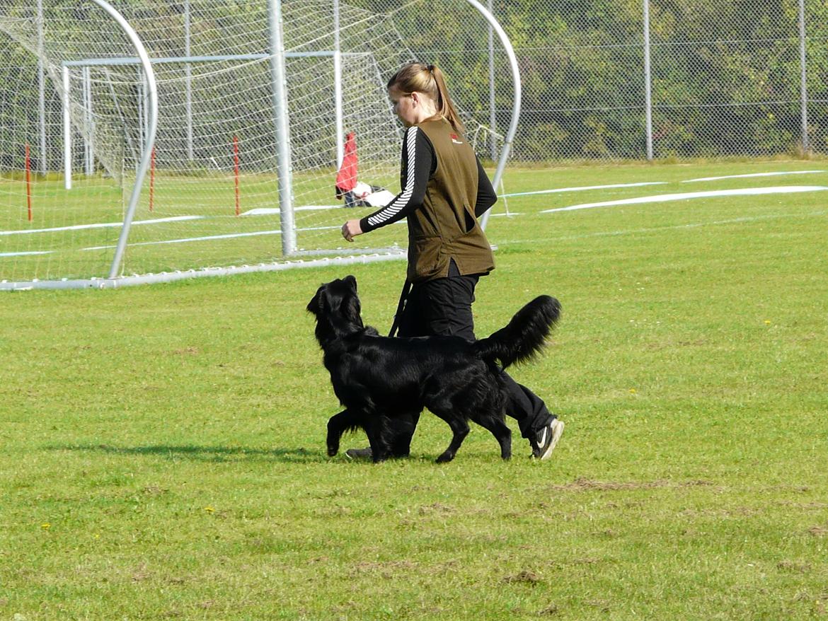 Flat coated retriever Bailey billede 33