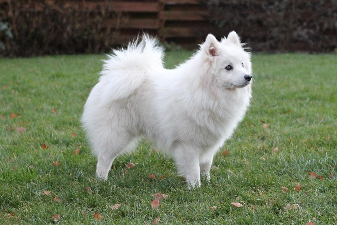 Japansk spids Rowleys Whatabout Vodooh billede 2