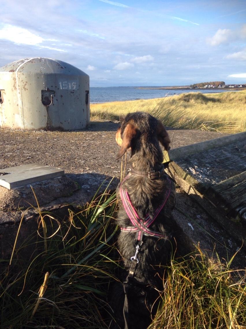 Gravhund DKBRCH(G) SE(G)CH Rafeldi's Agnes Fidelis billede 12