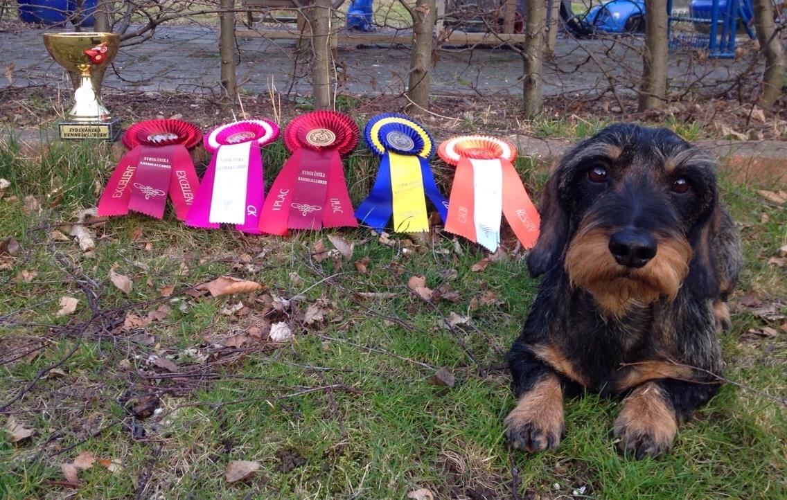 Gravhund DKBRCH(G) SE(G)CH Rafeldi's Agnes Fidelis billede 14