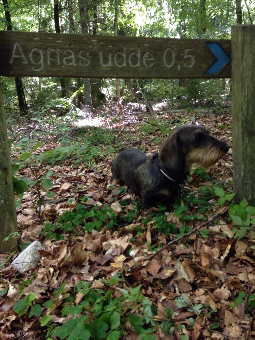 Gravhund DKBRCH(G) SE(G)CH Rafeldi's Agnes Fidelis billede 13