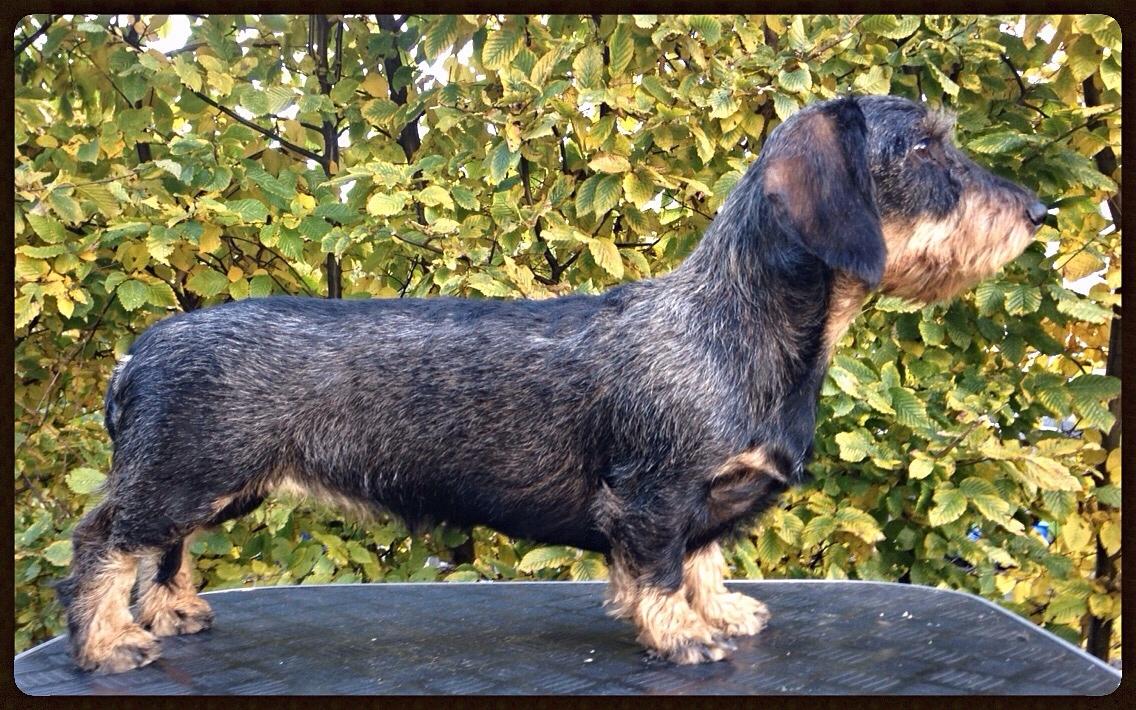 Gravhund DKBRCH(G) SE(G)CH Rafeldi's Agnes Fidelis billede 15