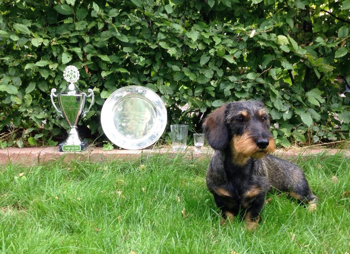 Gravhund DKBRCH(G) SE(G)CH Rafeldi's Agnes Fidelis billede 17