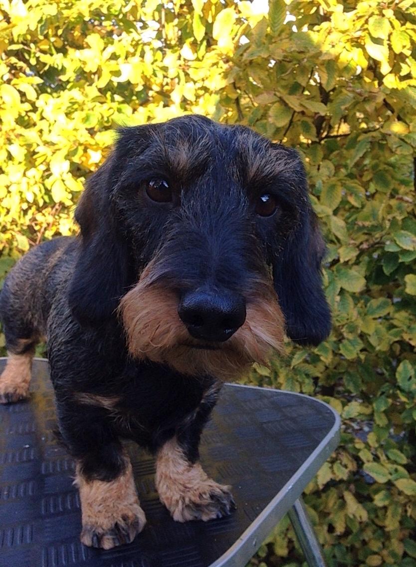 Gravhund DKBRCH(G) SE(G)CH Rafeldi's Agnes Fidelis billede 16