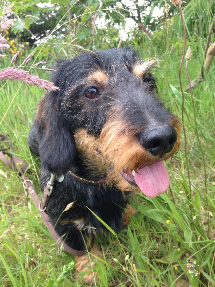 Gravhund DKBRCH(G) SE(G)CH Rafeldi's Agnes Fidelis billede 18