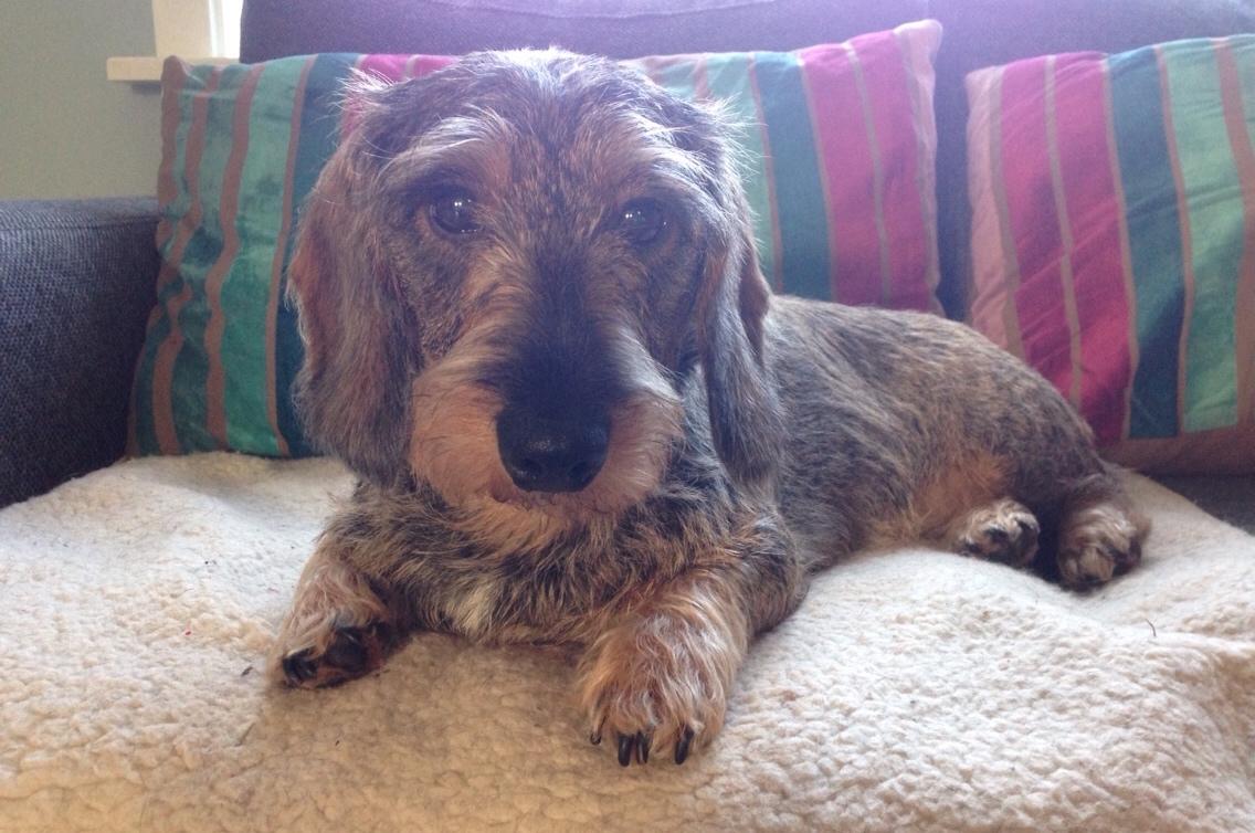 Gravhund Rafeldi's Berta billede 1