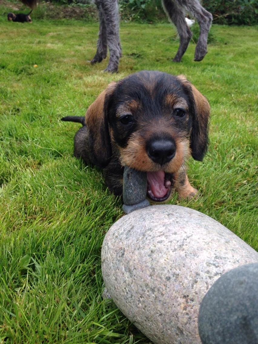 Gravhund Rafeldi's Berta billede 9