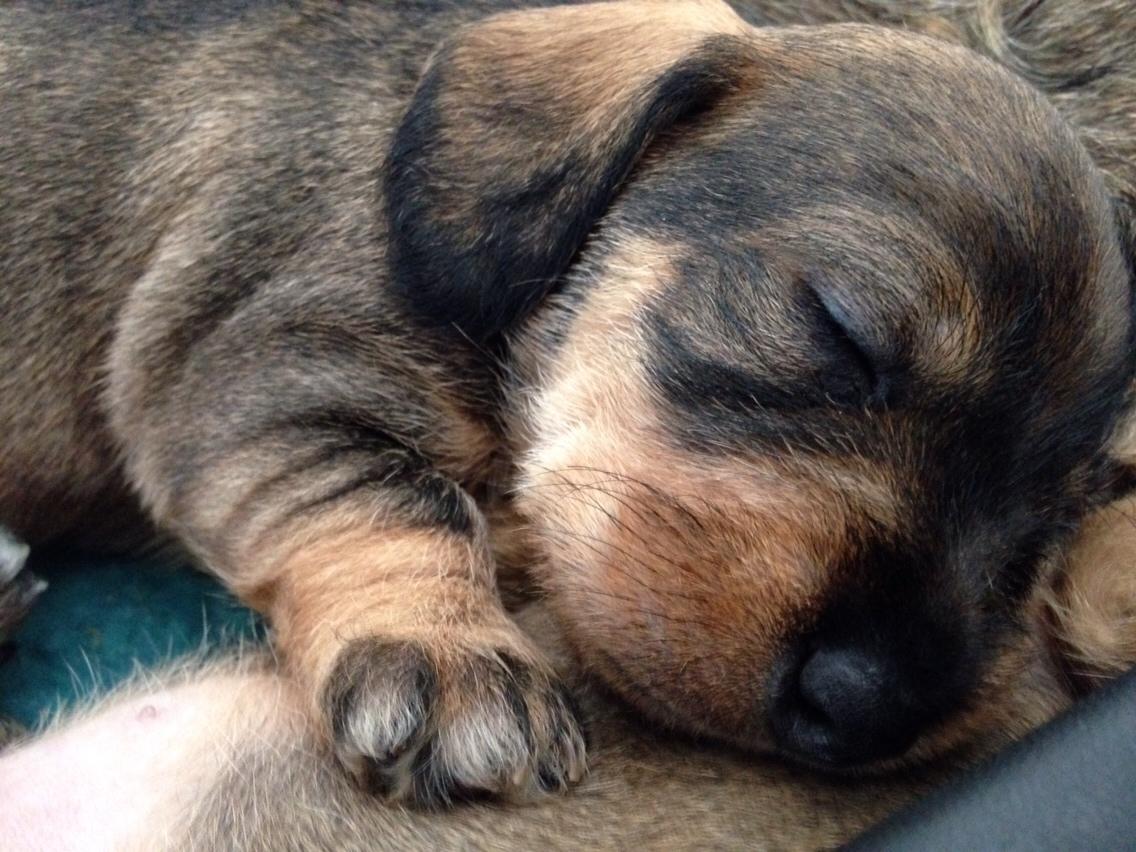 Gravhund Rafeldi's Berta billede 11